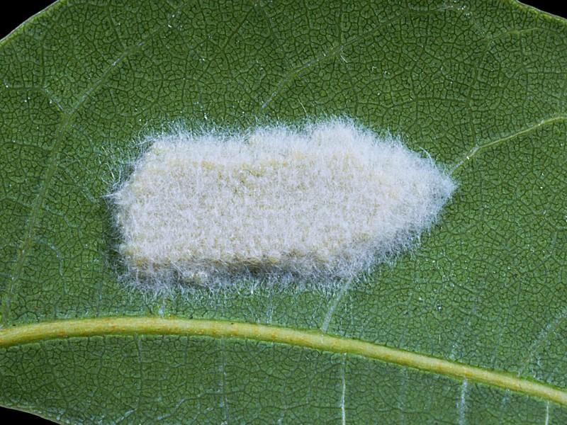 Cluster of fluff-covered white insect eggs laid on the back of a leaf.