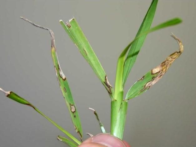 Individual turfgrass plant with lesions from gray leaf spot infection. The lesions are scattered small pale spots with dark edges.