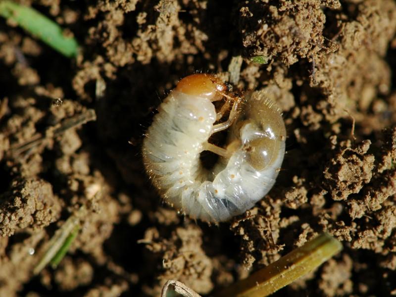 Close-up of a beetle grub placed on top of the soil in a lawn.