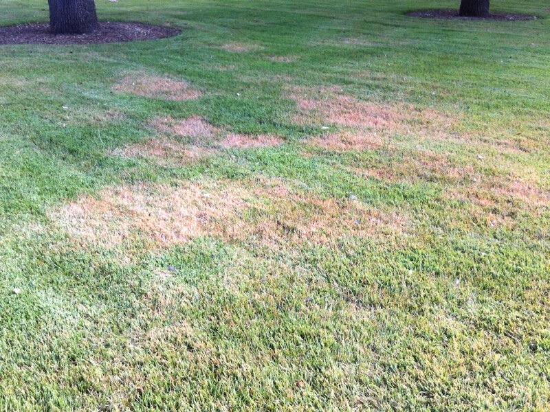 Large brown patches of infected turf in a zoysia lawn.