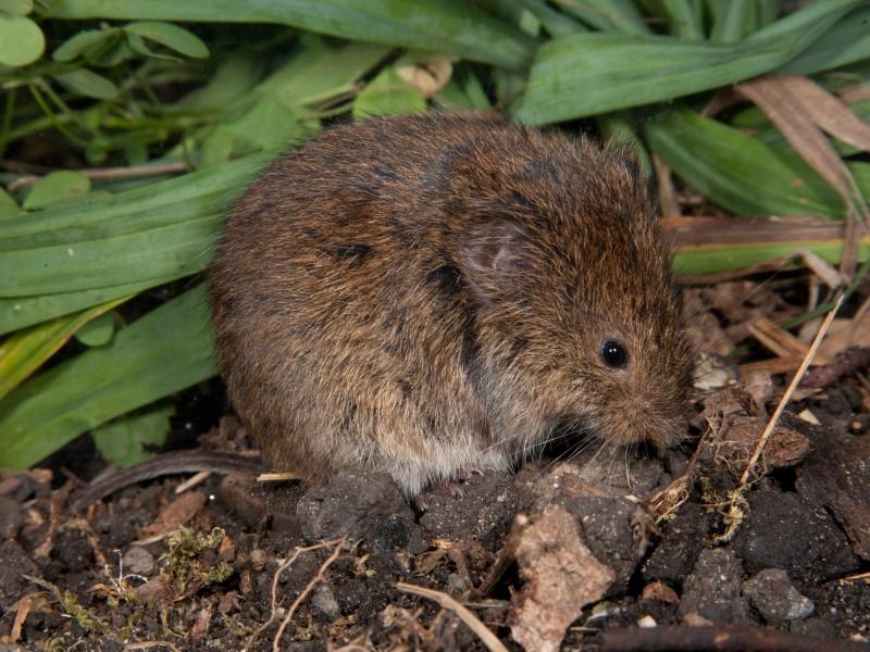 Meadow vole, which looks like a larger brown mouse, huddled on the soil surface in front of vegetation.