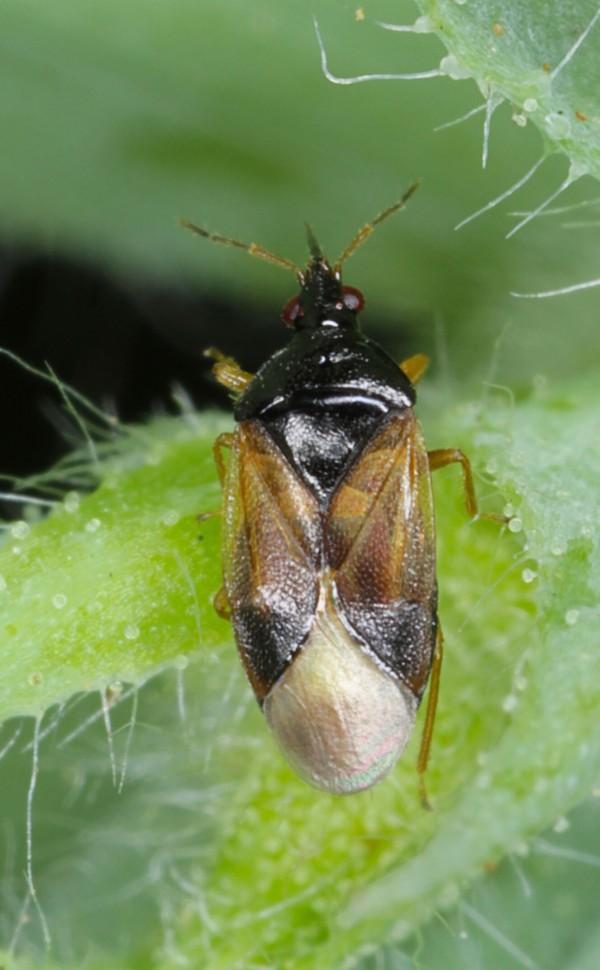 An adult minute pirate bug with a black body and gold- and white-marked wings.