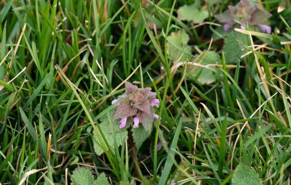A few stems of a broadleaf weed with small, light purplish-pink flowers blooms in a lawn.