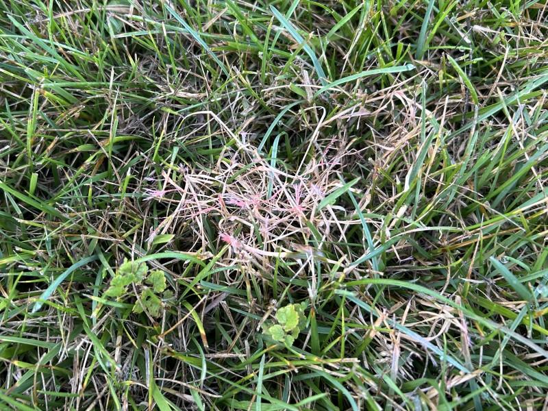 Patch of lawn infected by red thread fungus, with fine pink fungal filaments attached to the grass blades.