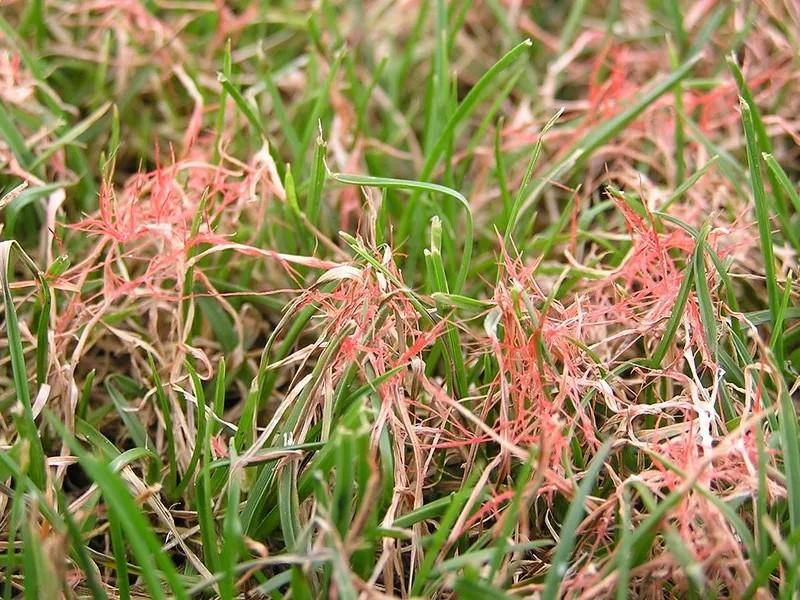 Reddish-pink stringy growths emerging from the tips of brown, dead turfgrass blades killed by red thread infection.
