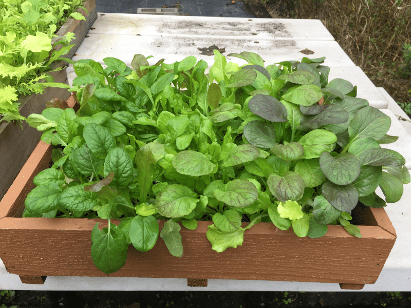 Painted wooden Salad Box with mitered corners and three wooden runners attached to the bottom, filled with a variety of salad greens ready for harvest.