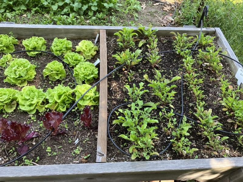 Drip irrigation tubing laid throughout a planted Salad Table.
