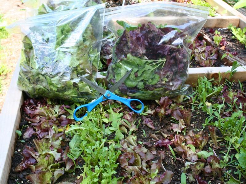 Lettuce growing in a Salad Table that has been harvested with scissors and put into two 1-gallon plastic zip-top bags. An inch or two of the base of the plant is left in the planter to regrow.