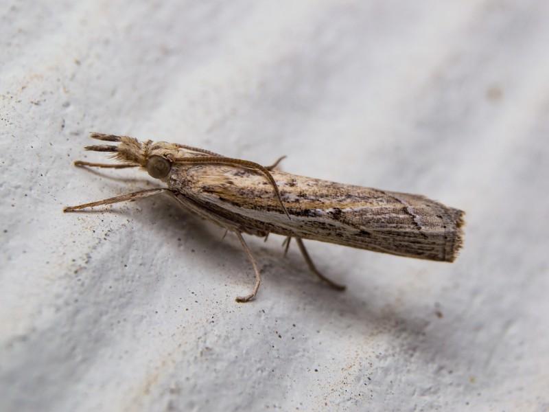 A small brown moth with indistinct wing markings sits on a white surface. Its wings are rolled around its body, making the moth look somewhat cylindrical.