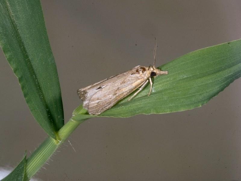 A small light brown moth with wings held over its back rests on a grass leaf blade.