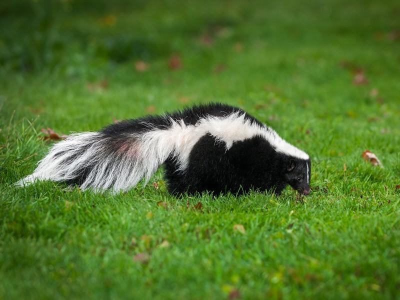 A striped skunk wanders through a green lawn.