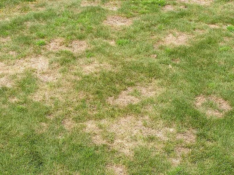 Scattered, irregular patches of brown, sparse dead turf in a green lawn.