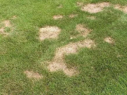 Irregularly-shaped patches of nearly-bare, pale brown, dead turf within a green lawn.