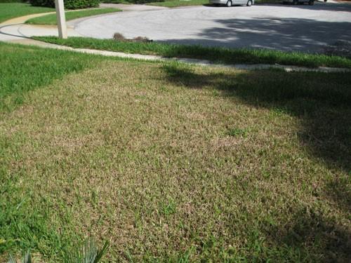 Large swath of lawn turning brown and looking scalped (mown too low) next to a zone of healthy turfgrass.