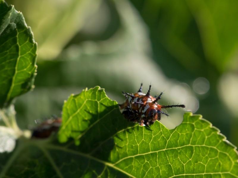 A caterpillar with an orange and white-spotted body with short black spines chews a violet leaf.