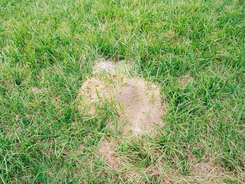 A low mound of fine, pale-colored soil surrounded by turfgrass.