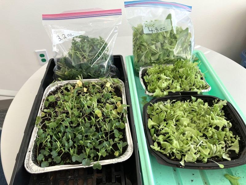 Lettuce seedlings in repurposed food containers. Two plastic zip-top bags hold the first harvest of greens cut when plants were 6 to 8 inches tall.