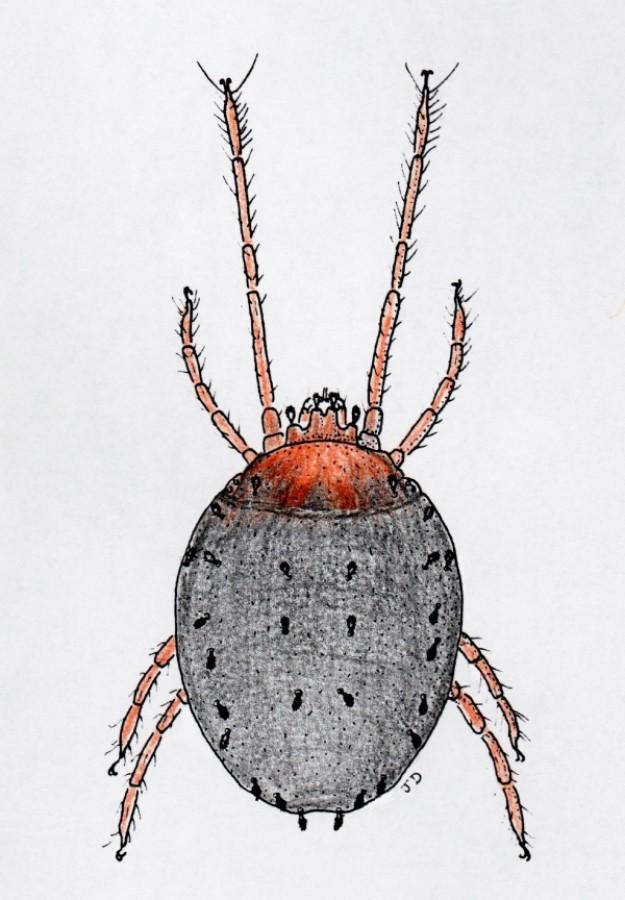 Pencil drawing of a clover mite, with a dark body and reddish legs and head.