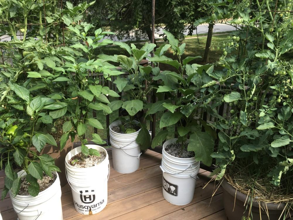 Tall, lush eggplant, pepper, and tomato plants growing in white 5-gallon buckets on a backyard deck.