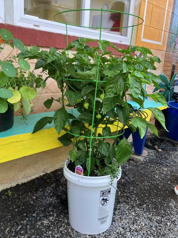 A pepper plant growing in a 5-gallon plastic bucket and supported by a wire cage consisting of several tiers of rings on stakes.