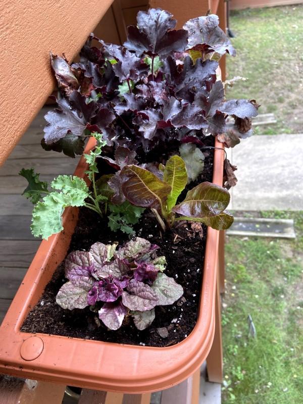 A medley of lettuce and kale plants in a rectangular window box attached to the edge of a balcony.