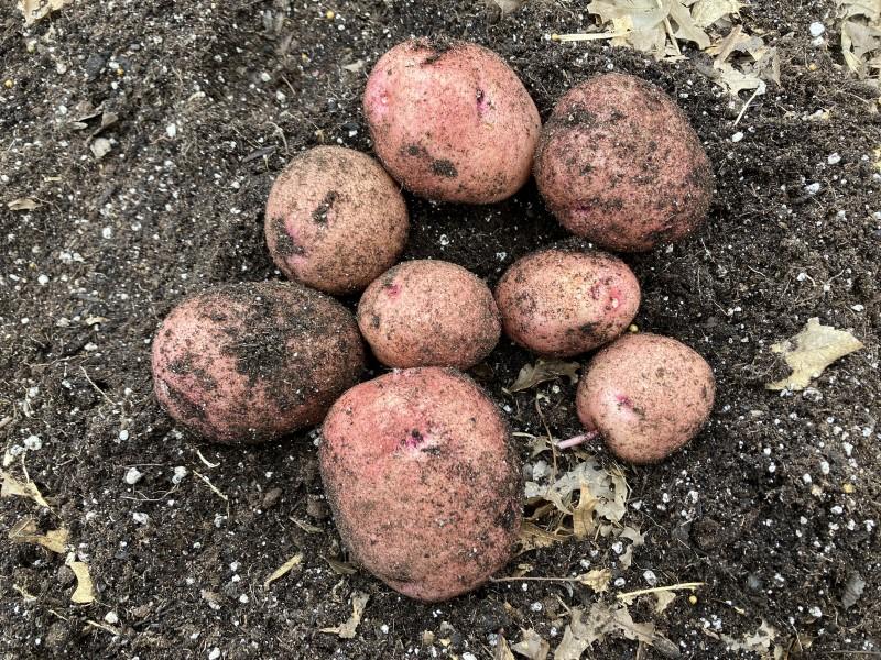 Eight potatoes of various sizes are placed on top of the potting mix, removed from the container.