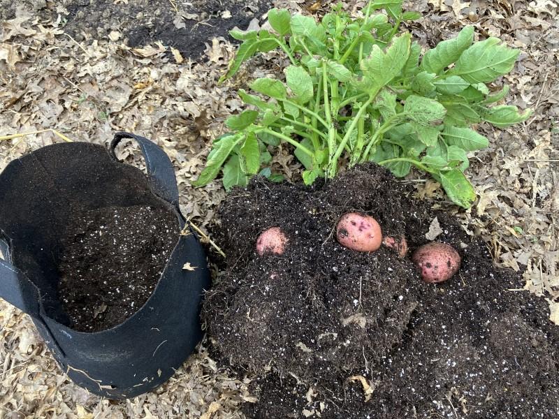 Three potato plants lifted out of a 5-gallon fabric grow bag and laid on the ground to harvest the tubers.
