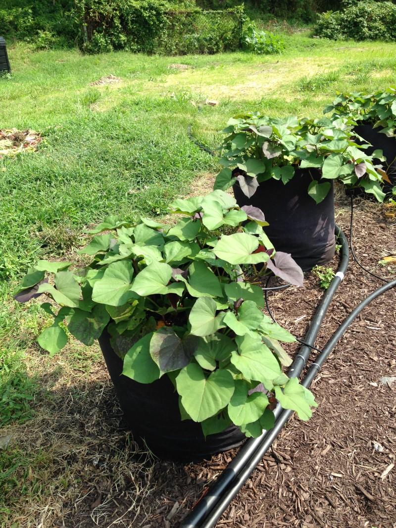 Sweet potato plants growing in fabric bags sitting on garden soil, watered by drip irrigation tubing.