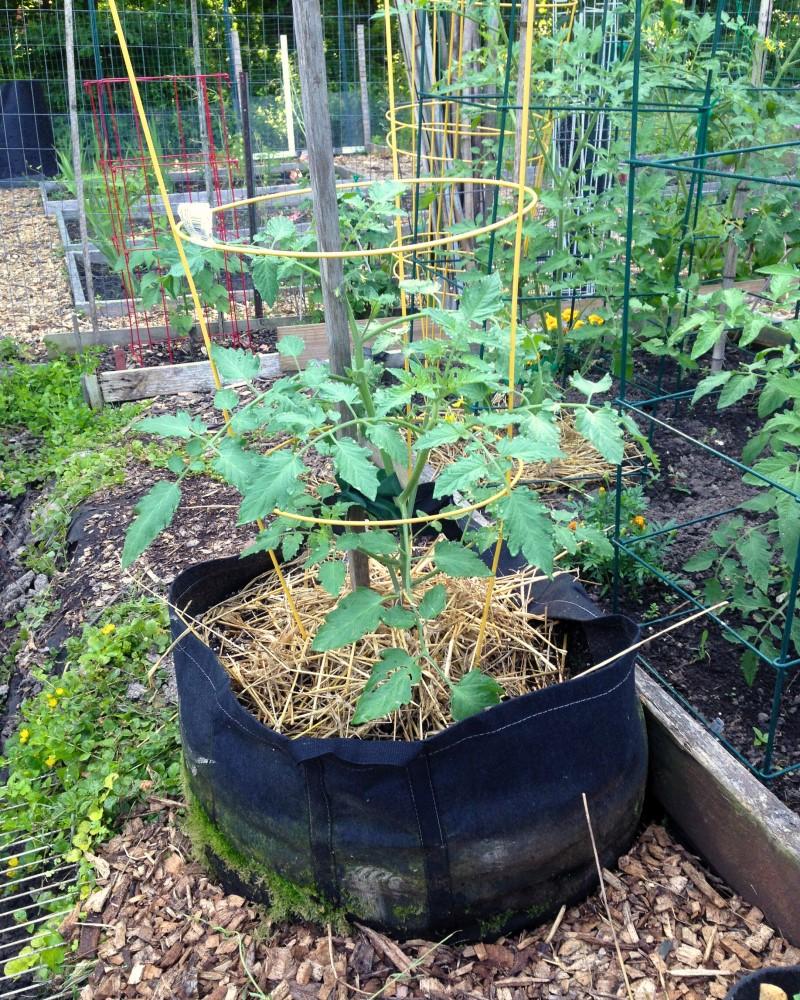 A large fabric grow bag with a young tomato plant. The growing media surface is covered with a straw mulch.