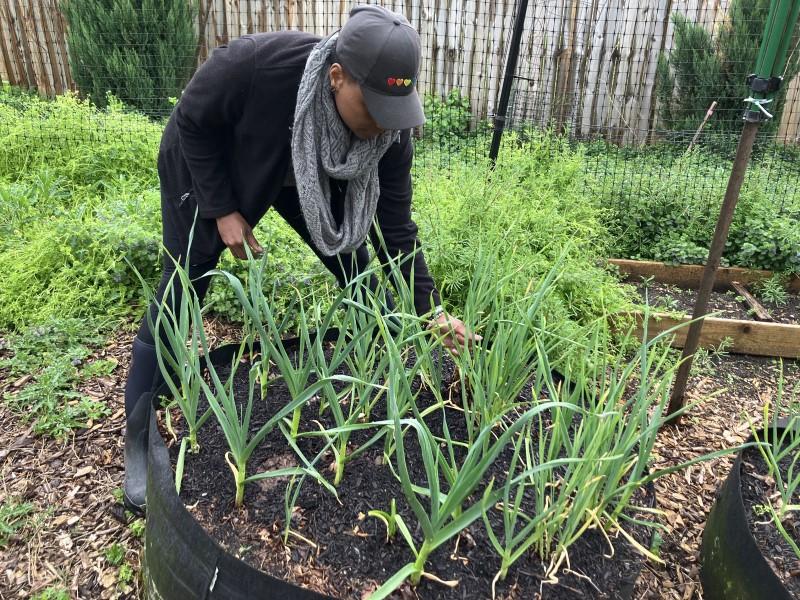 Over two dozen garlic plants growing in a large fabric grow bag in spring.