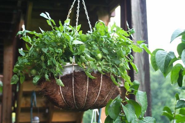 A healthy cherry tomato plant growing in a hanging basket attached to the bottom outside edge of a deck.