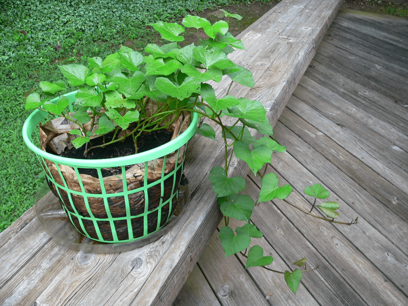 A newspaper-lined laundry basket sitting on a deck bench. Two sweet potato plants have grown stems spilling out of the basket.