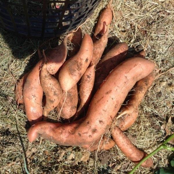 14 sweet potatoes of varying sizes harvested at the end of growing season from two plants grown in a plastic laundry basket.