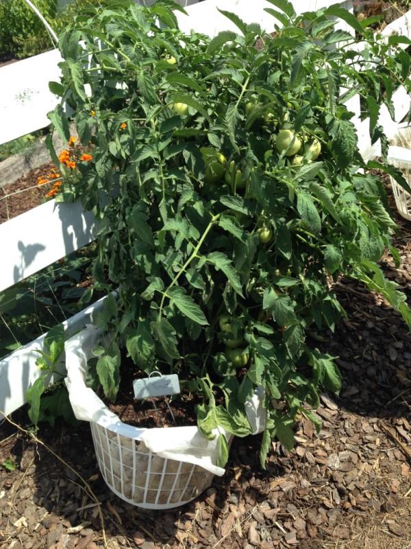 A tomato plant growing in a laundry basket whose slotted sides are lined with row cover fabric to keep the soil contained.