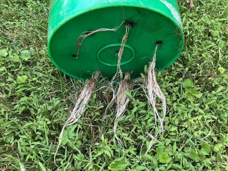 Long, healthy white roots growing through holes drilled into the bottom of a 5-gallon plastic bucket.