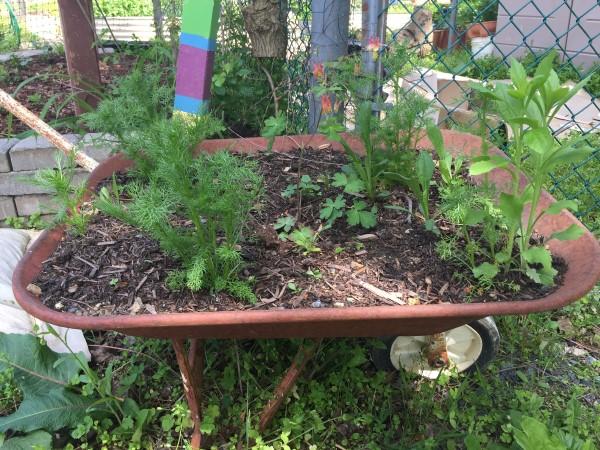 An old metal wheelbarrow filled with potting mix and plants.
