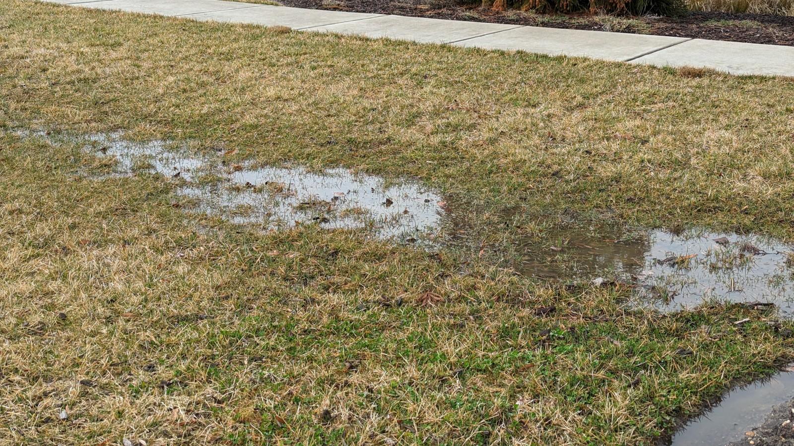 An area of dormant, mostly-brown lawn with a large puddle of undrained rainwater.