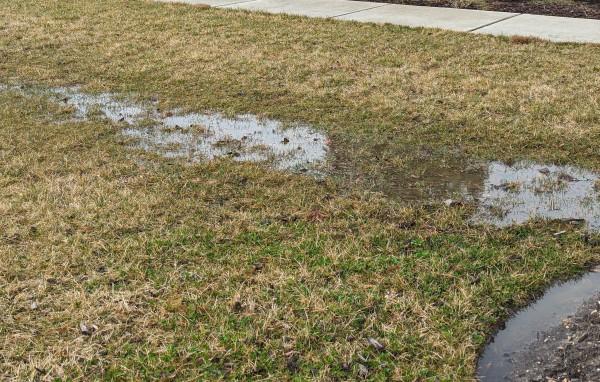 Large puddle of water in a dormant, mostly-brown lawn bordered by a sidewalk.