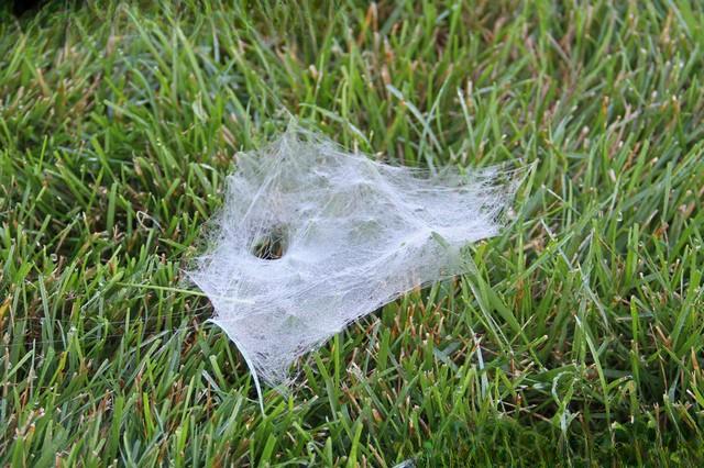 A sheet-like spider web is attached horizontally to the tips of grass blades in a lawn. A prominent hole for the spider's access tunnel is built into the web.