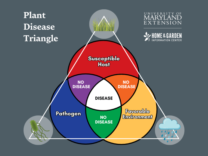 Diagram of three overlapping circles arranged in a triangular layout. The circles represent the host plant, pathogen, and environment; where all three overlap is the potential for disease.