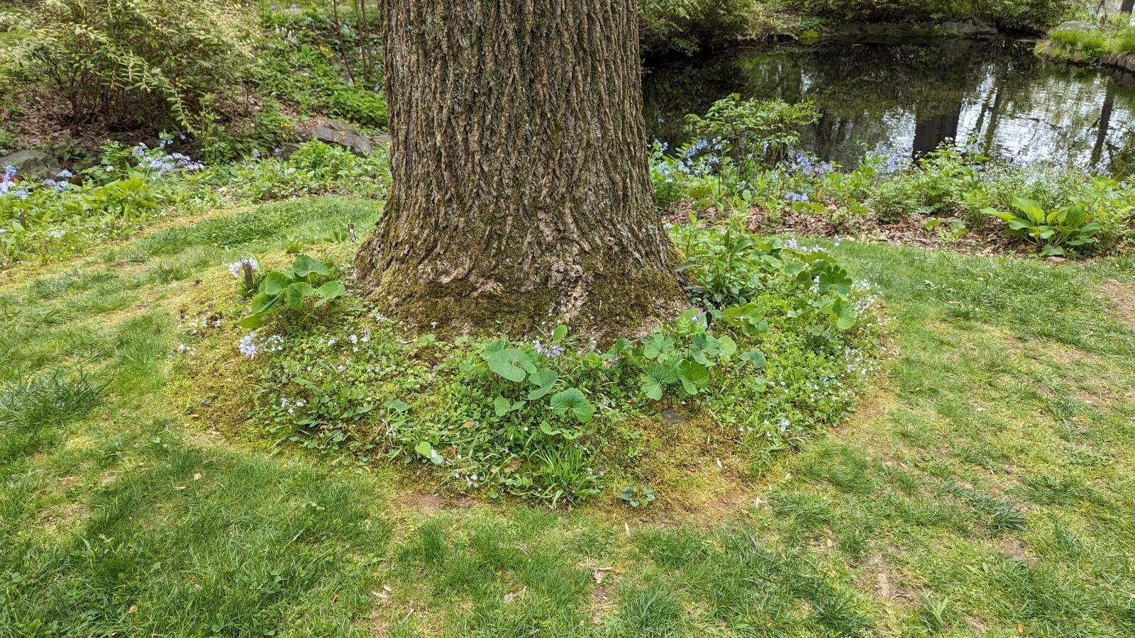 A medley of perennials planted around the base of a mature tree trunk in place of mulch. A lawn with somewhat sparse growth surrounds the tree.