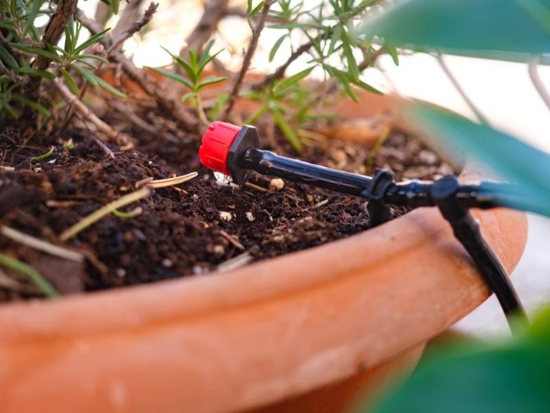 Micro-irrigation tubing and dripper watering herbs growing in a container.