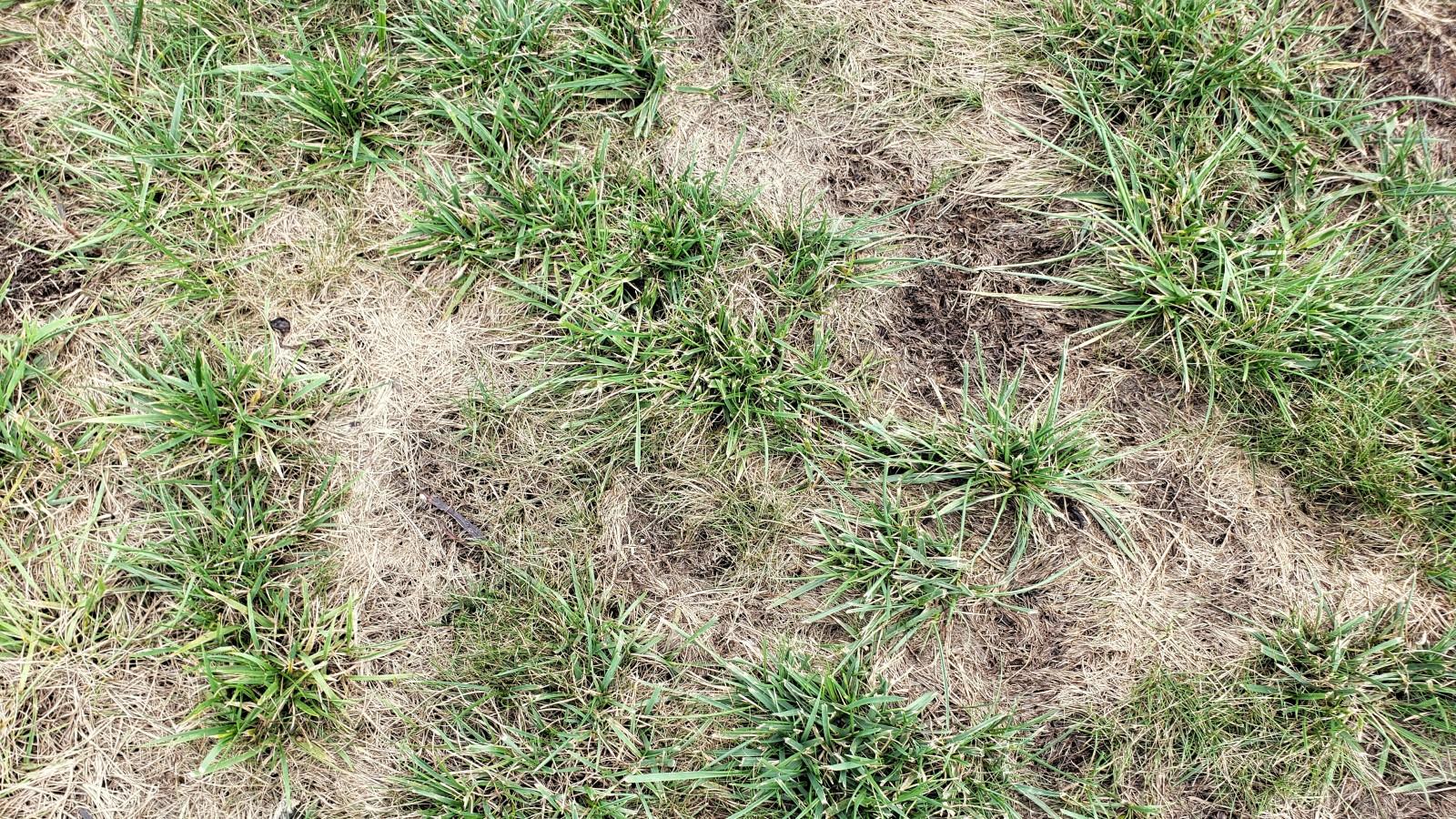 Scattered clumps of green turfgrass surrounded by patches of matted-down, dead, pale brown turf.