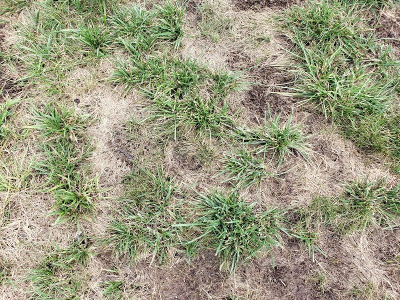 Poor-quality lawn with many bare areas of dead, flattened brown grass amid tufts of green grass.