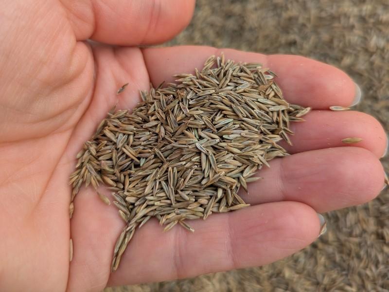 A person's hand holding a small pile of turfgrass seed.