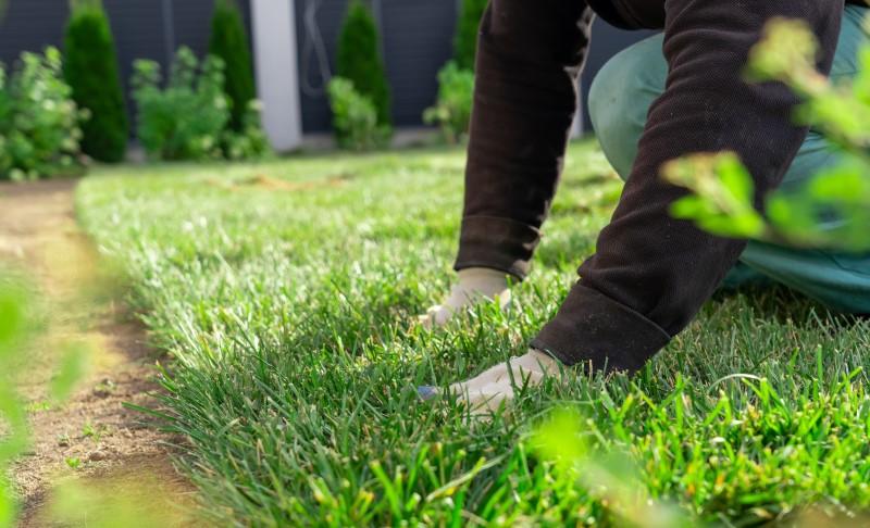 A person using their hands to press a piece of unrolled sod onto the soil surface.