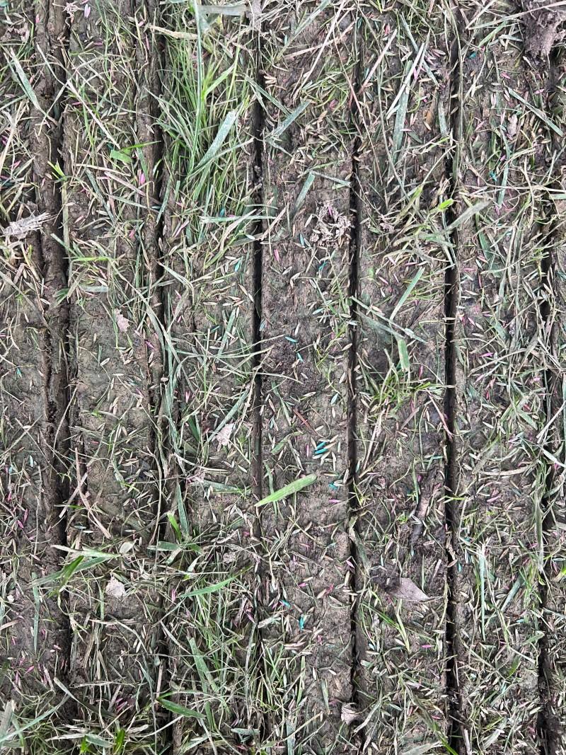 An overhead view of a portion of sparse lawn with multiple thin, parallel grooves sliced into the soil, separated by a few inches.
