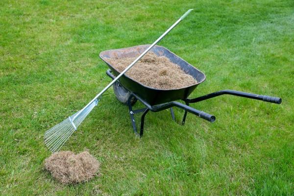 A rake leaning on a wheelbarrow in a lawn. The wheelbarrow is full of dead grass blades that were raked out of the lawn.