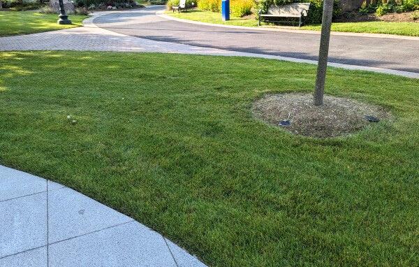 A healthy-looking lawn bordered by a driveway, paved walkway, and a residential street.