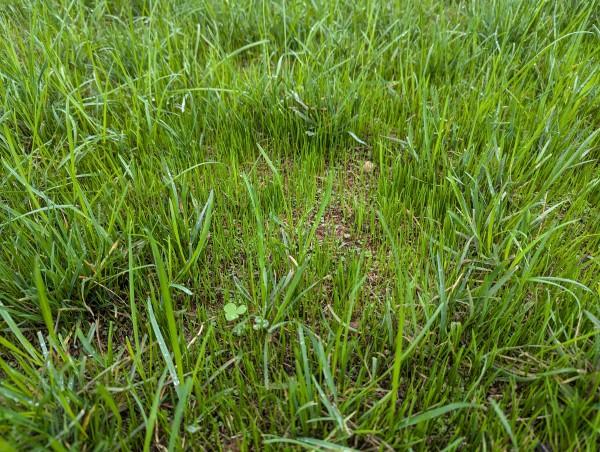 Seedling turfgrass scattered among mature turfgrass plants in a lawn.